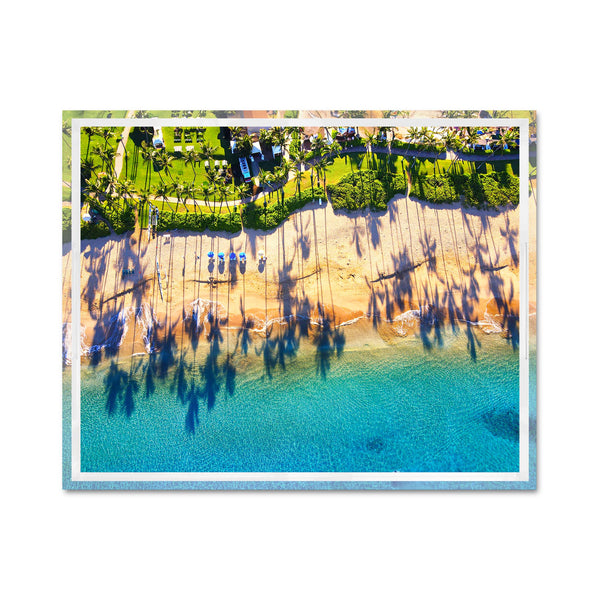 Palms
