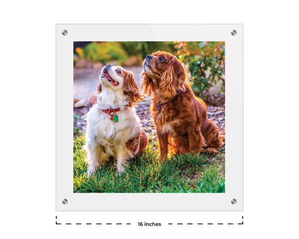 16 x 16 Floating Frame